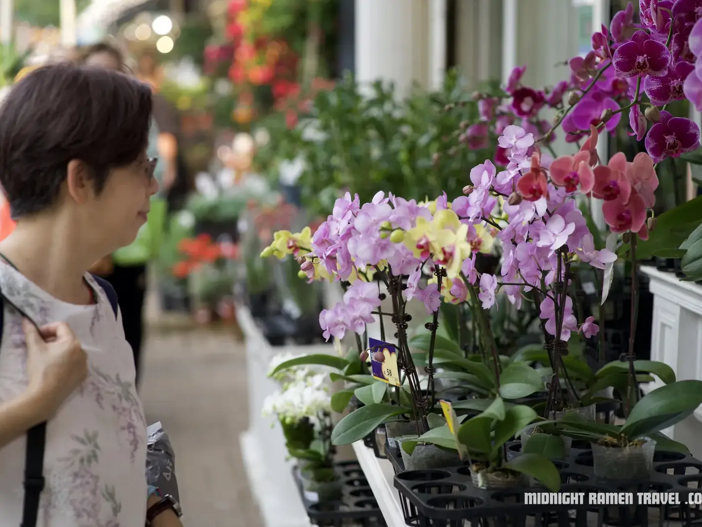 Orchids at the Flower Market in Mong Kok